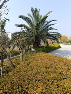 路边棕榈树与金黄植被景观