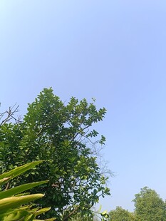 蓝天绿树自然风景图