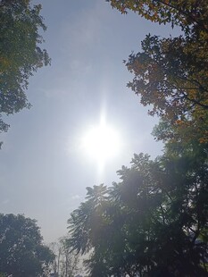 林间阳光穿透树叶景象