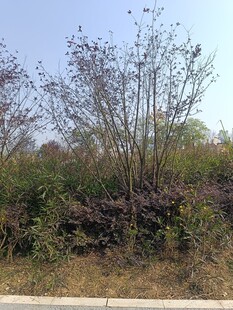 路边繁茂的灌木丛景观