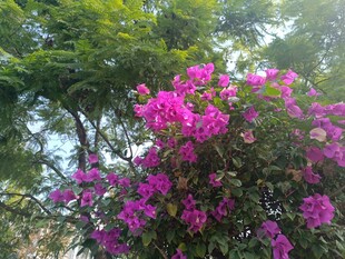 艳丽三角梅绽放于绿树间