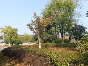 秋日公园绿植景观