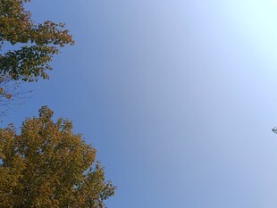 秋日蓝天与树梢景致