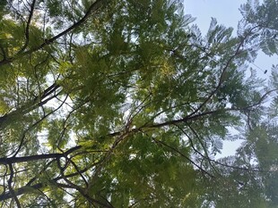 枝叶繁茂的树木景观