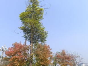 秋日多彩树木景观