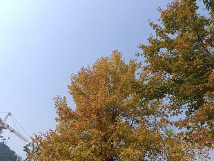 秋日金黄树木与蓝天