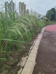 路边葱郁蒲苇步道蜿蜒