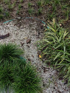 多样绿植展现自然生机