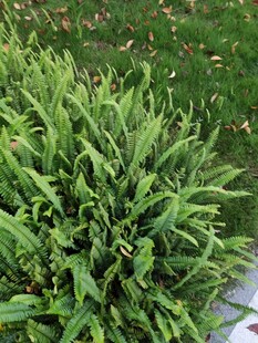 翠绿茂盛的绿植景观