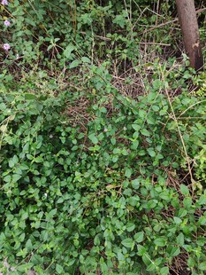 地面的绿色植物景观