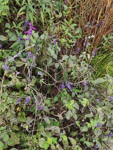 紫色花卉植物特写