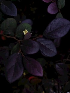 紫叶丛中的黄色小花