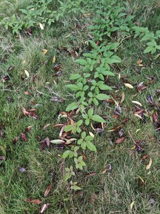 草丛中的绿色植物