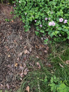 地面上的绿植与棕色泥土