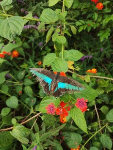 蓝蝶停驻艳丽花丛中