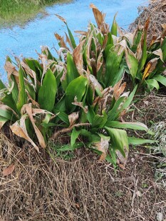 岸边生长的绿色植物
