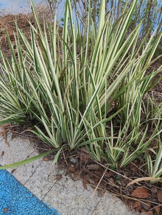 金边麦冬植物景观