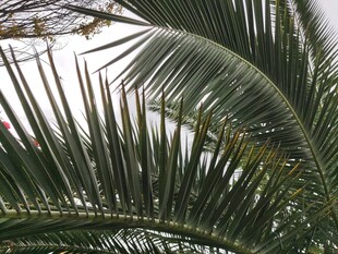 棕榈树叶特写