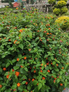 绿叶间的橙红小花绽放