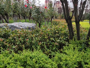 公园中的绿植与景观石