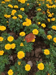 金黄灿烂的万寿菊绽放