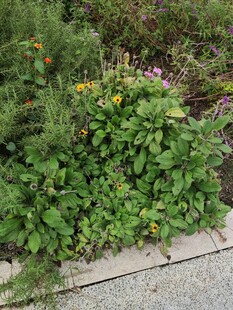 路边繁茂绿植与多彩小花