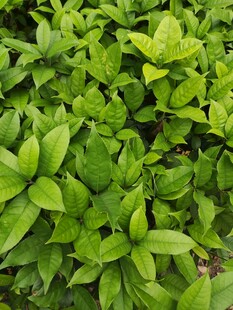 翠绿繁茂的绿叶植物