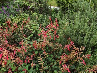 多彩花卉植物景观