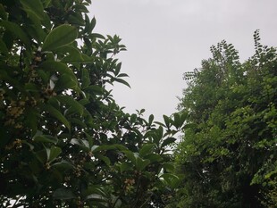 繁茂绿树展现自然生机