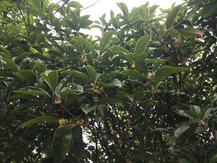 枝叶繁茂的果树