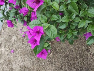 紫色三角梅绽放于地面