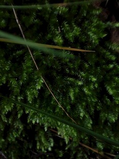 翠绿丛生的蕨类植物