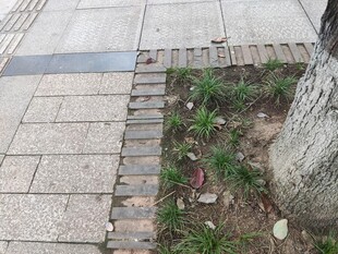 路边树旁的绿色植物