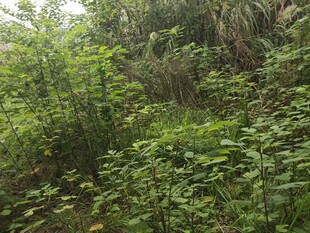 山间繁茂绿植景象