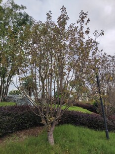 户外树木绿植景观图