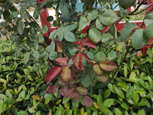 带刺红果的绿色植物