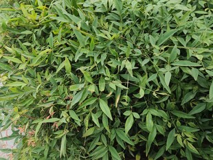 茂盛绿植叶片翠绿繁茂