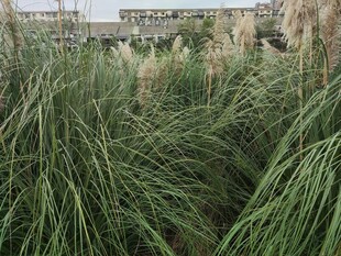 野外茂密的绿色草丛景观