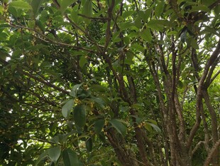 繁茂绿树展现自然生机