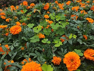 橙色万寿菊绽放的美景