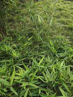 翠绿草丛中的生机景象