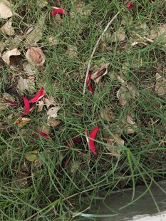 草丛中的红色小花