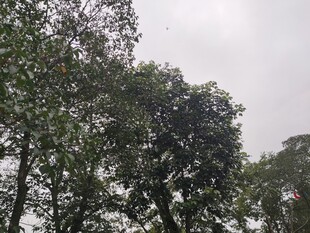 茂密树林中的绿意景象