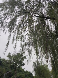 垂柳低垂尽显自然之美