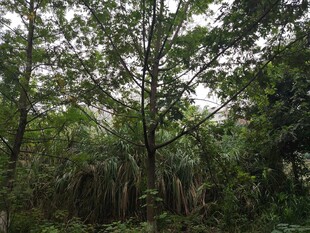 茂密丛林中的繁茂树木