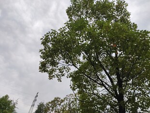 天空下的葱郁绿树