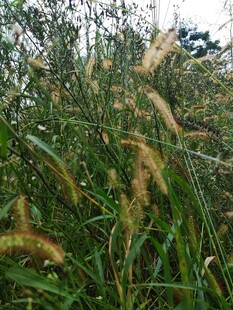 野外丛生的金黄狗尾草