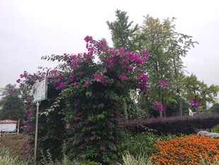 繁花绿植装点的户外景致