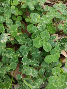 翠绿三叶草特写