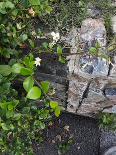 石墙旁绿意盎然的植物